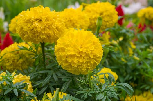 Yellow Flower, Marigold close up