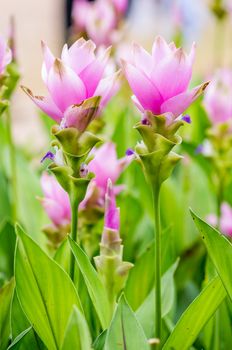 Curcuma alismatifolia blossom in Thailand, Siam tulip.