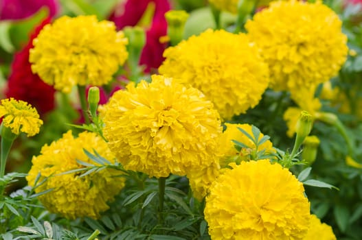 Yellow Flower, Marigold close up