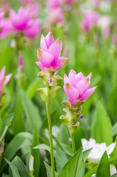 Curcuma alismatifolia blossom in Thailand, Siam tulip.