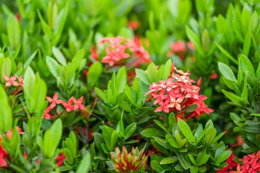 Rubiaceae flower on blur background.