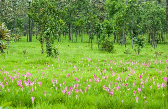 Siam Tulip on forest  background in thailand.