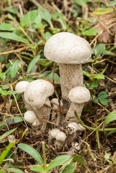 Poisonous mushrooms unusual