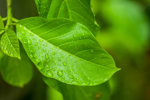 Water drop on leaf on blur background