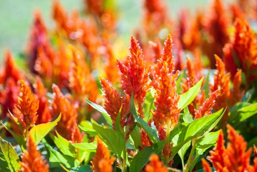 Colorful cockscomb flowers