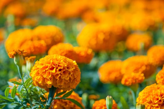 Yellow Flower, Marigold close up