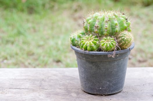 Golden ball cactus in plant nursery