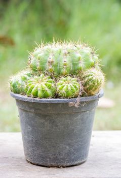 Golden ball cactus in plant nursery