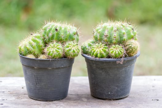 Golden ball cactus in plant nursery