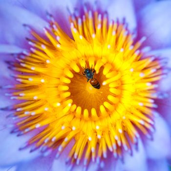 Bee on water lily closeup, macro