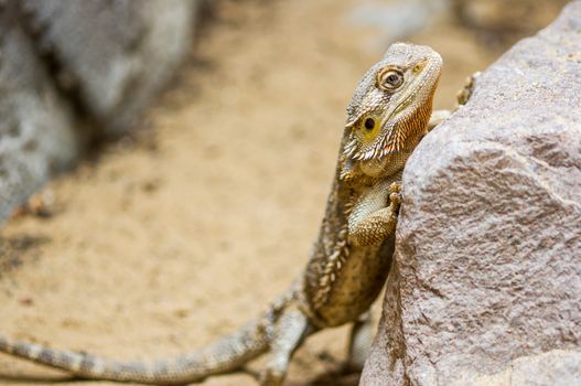 Armadillo Lizard basking on a rock