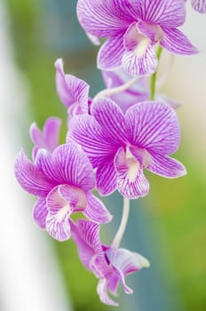 Streaked orchid flower on green leaf