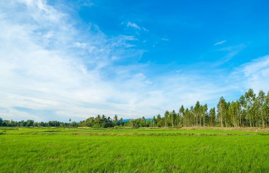 Rice field and blue sky.