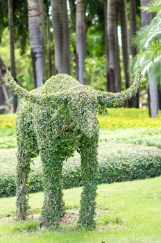 Dwarf tree as buffalo in the small park