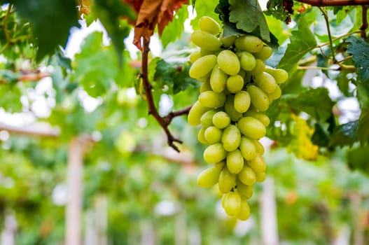 fresh bunch of white grapes on the field