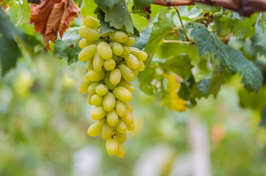 Fresh bunch of white grapes on the field