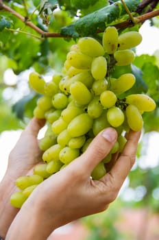 Hand holding bunch of Chardonnay wine grapes