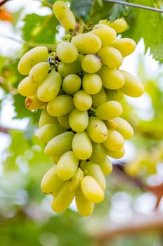 fresh bunch of white grapes on the field