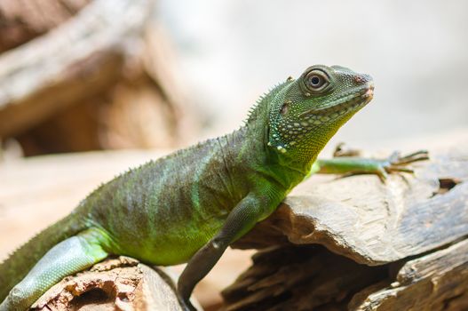 Green Iguana closeup