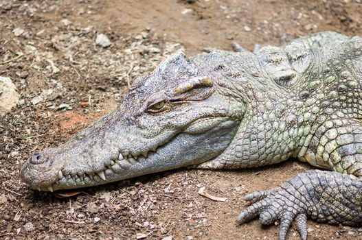 Crocodile is between land and water