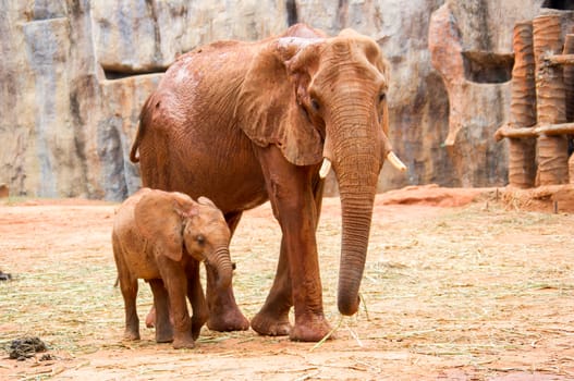 A baby african elephant calf following its mother