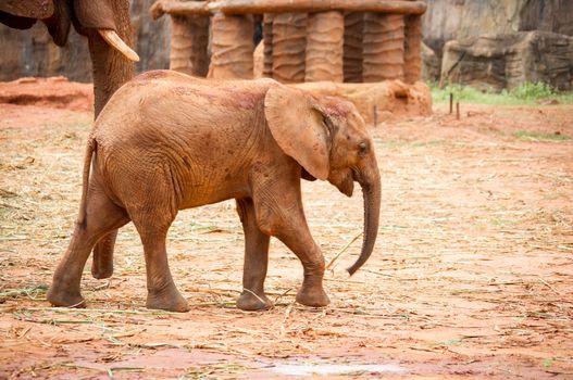 A baby african elephant calf following its mother