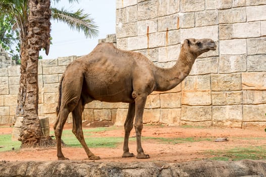 camels on wall background