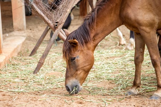 Closeup head of chestnut horse eating