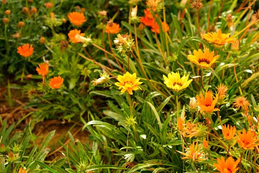 Yellow and orange flowers in green grass