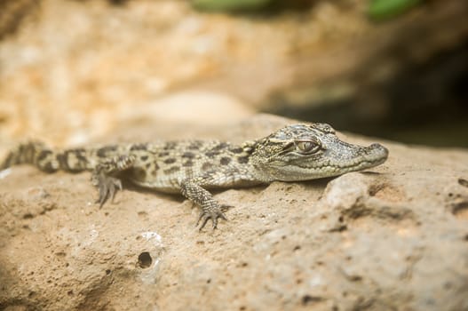 Young Crocodile is between land and water