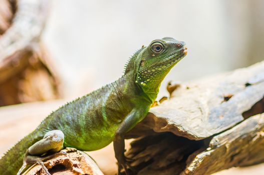 Green Iguana closeup