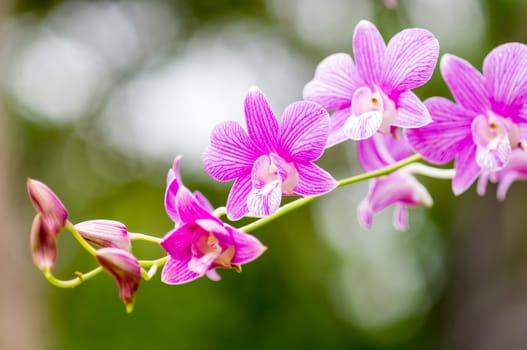 Streaked orchid flower on green leaf