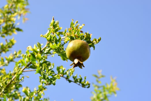 Unripe pomegranate on a branch. Nature background