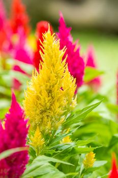 Colorful cockscomb flowers