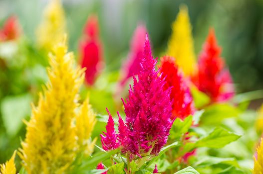 Colorful cockscomb flowers