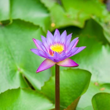 Close up  water lily flower and leaf