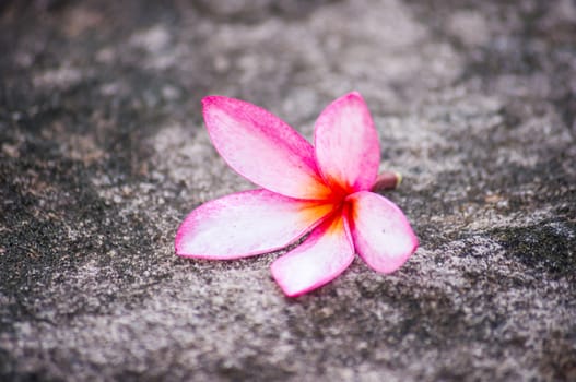 Plumeria flower on stone  background.