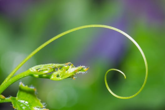 abstract macro background Coccinia grandis