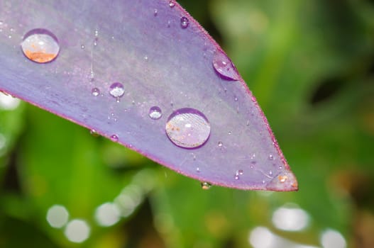 Water drop on leaf on blur background