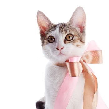 Kitten with a bow. The kitten with a tape. Multi-colored small kitten. Kitten on a white background. Small predator. Small cat.