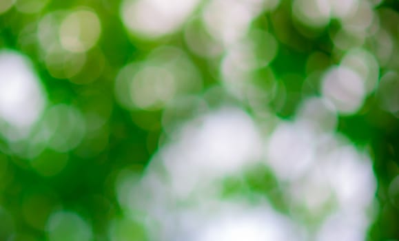 Green bokeh and blur background