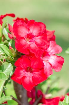 Adenium obesum , Desert Rose, Impala Lily, Mock Azalea, flower