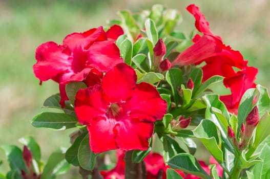 Adenium obesum , Desert Rose, Impala Lily, Mock Azalea, flower