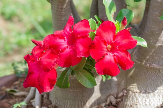 Adenium obesum , Desert Rose, Impala Lily, Mock Azalea, flower