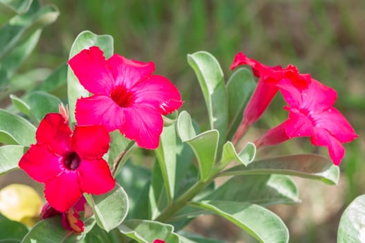 Adenium obesum , Desert Rose, Impala Lily, Mock Azalea, flower