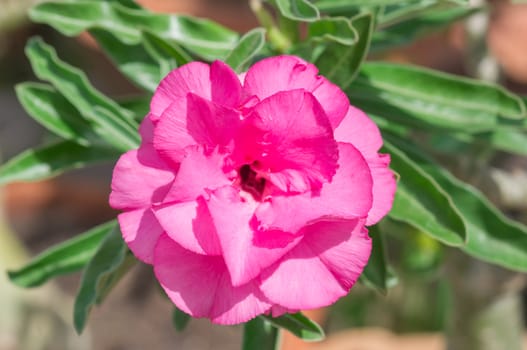 Adenium obesum , Desert Rose, Impala Lily, Mock Azalea, flower