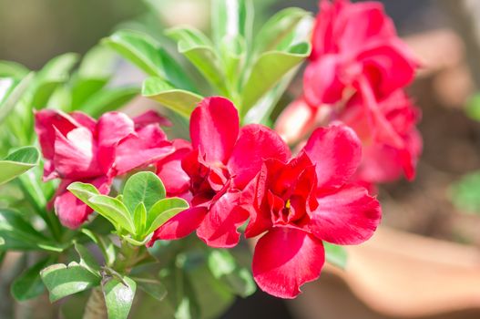 Adenium obesum , Desert Rose, Impala Lily, Mock Azalea, flower