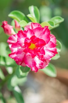 Adenium obesum , Desert Rose, Impala Lily, Mock Azalea, flower