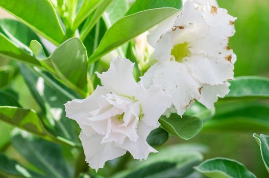 Adenium obesum , Desert Rose, Impala Lily, Mock Azalea, flower