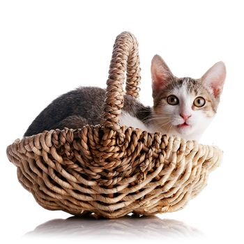 Kitten in a basket. Multi-colored small kitten. Kitten on a white background. Small predator. Small cat.